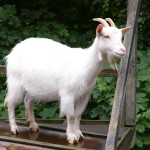 goat_1