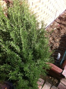 The rosemary is out of control!