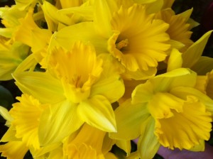 daffodils