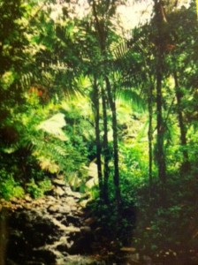 rainforest