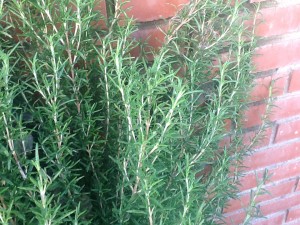 rosemary