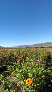 field of flowers