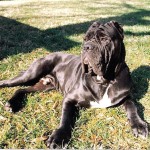 Mastiff_1998