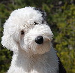 Old_English_Sheep_Dog