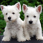 Westie_pups