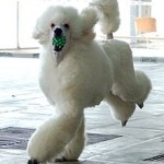 poodle